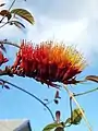 Inflorescence de Combretum rotundifolium