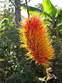 Inflorescence de Combretum rotundifolium (vue de dessus)