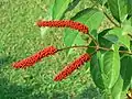 Boutons floraux de Combretum rotundifolium