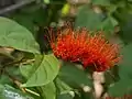 Inflorescence de Combretum rotundifolium