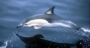 Dauphin commun à bec court sautant hors de l'eau ; on distingue bien la tache jaune pâle sur ses flancs.