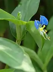 Au centre une petite touffe de minuscules grumeaux jaunes ; au dessus, de grandes oreilles bleues ; en dessous, des antennes bien blanches, chacune terminée par un petit bulbe, comme une pousse de soja.