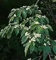 Feuilles et fleurs de Commersonia bartramia