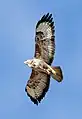 Buse variable,  Buteo buteo.