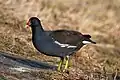 Gallinule poule d'eau