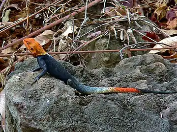 Agama (agama) lionotus mâle, Limbe (Cameroun, 2005).