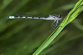 Agrion porte-coupe.