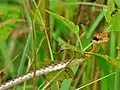 Dendrelaphis pictus