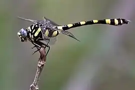 Ictiogomphus rapax