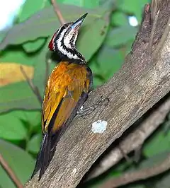 Description de l'image Common Flame-back Woodpecker.jpg.