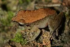 Description de l'image Common Forest Frog (Platymantis dorsalis)4.jpg.