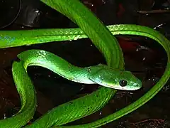 Description de l'image Common Green Racer (Philodryas viridissima) (27596886539).jpg.