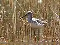 le Chevalier aboyeur (Tringa nebularia) ;