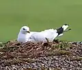 Goéland cendré au nid