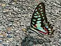 Graphium doson (Papilionidae)