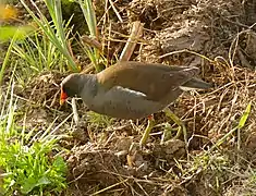 Gallinule poule d'eau.