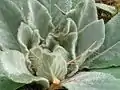 Rosette de feuilles