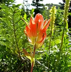 Description de l'image Common Red Paintbrush - Castilleja miniata.jpg.