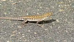 Description de l'image Common Rough-scaled Lizard (Ichnotropis squamulosa) (6029339781).jpg.