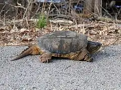 Chelydra serpentina (Chelydridae)