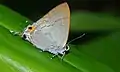 Hypolycaena erylus teatus (Lycaenidae)