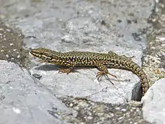 Lézard des murailles.