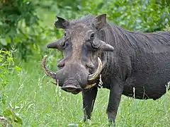 Parc national Kruger (Afrique du sud).