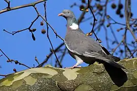 Photographie d’un pigeon posé sur une branche.