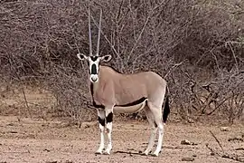 Oryx beïsa (femelle) au parc national de l'Awash en Éthiopie.