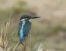 Martin-pêcheur d'Europe.