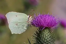 Dessous d'une femelle butinant un chardon.