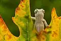 Un bébé caméléon commnun en Turquie. Septembre 2016.