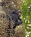 Pan troglodytes, de l'espèce Pan troglodytes schweinfurthii, ou chimpanzé commun, se nourrissant sur un Ficus sur (voir Ficus) dans la forêt de Kibale. Octobre 2016.