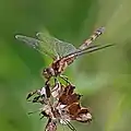 Une sympétrum striée dans l'Otmoor RSPB reserve (en) en Oxfordshire.