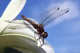 Sympetrum striolatum