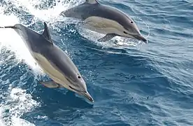 Deux dauphins sautant hors de l'eau.