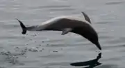 Un dauphin sautant dans la mer