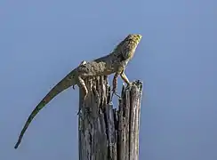 Calotes versicolor femelle dans la province de Phang Nga en Thaïlande.