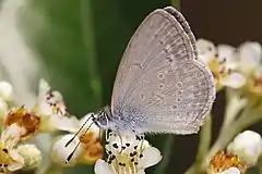 Description de l'image Common grass blue.jpg.