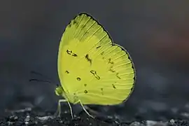 Eurema hecabe