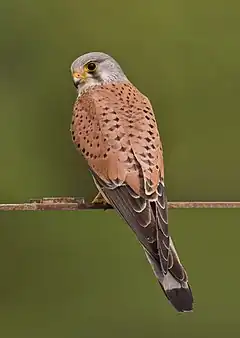 Photo d'un Faucon crécerelle posé sur un fil.