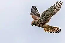 Photo d'un Faucon crécerelle en vol, la queue et les ailes déployées, fixant le sol