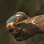 Martin-pêcheur d'Europe femelle ayant attrapé une larve de libellule, près de Kecskemét en Hongrie.