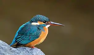 Un martin-pêcheur d'Europe au Japon.