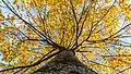 Du tronc qui monte vers le ciel rayonnent plein d'éclats de feuilles jaunes.