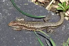 Description de l'image Common lizard (Zootoca vivipara).jpg.