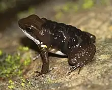 Colostethus panamensis transportant plusieurs têtards