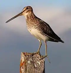 Description de l'image Common snipe fencepost.jpg.