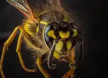 gros plan photographique en couleurs d'un insecte vu de face sur fond noir