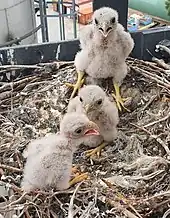 Photo de trois poussins en duvet blanchâtre dans un nid situé à l'extérieur d'un bâtiment